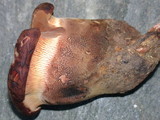 Tapinella atrotomentosa image