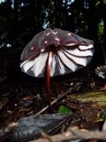 Marasmius amazonicus image