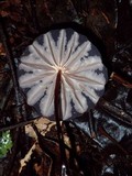Marasmius amazonicus image