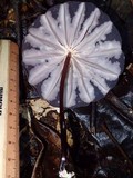 Marasmius amazonicus image
