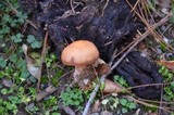 Rhodocollybia butyracea image