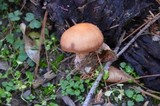 Rhodocollybia butyracea image