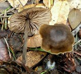 Entoloma sericeum image