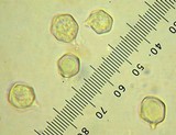 Entoloma sericeum image