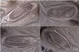 Pertusaria ophthalmiza image