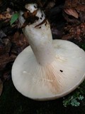 Lactarius argillaceifolius image