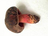 Boletus luridiformis image