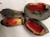 Boletus luridiformis image