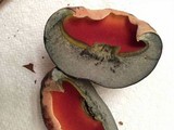 Boletus luridiformis image