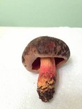 Boletus luridiformis image