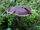 Cortinarius sertipes image