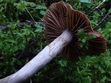 Cortinarius sertipes image