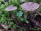 Cortinarius sertipes image
