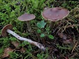 Cortinarius sertipes image