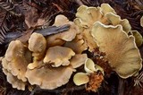 Tapinella panuoides image