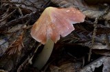 Hygrocybe calyptriformis var. calyptriformis image