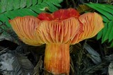 Hygrocybe laetissima image
