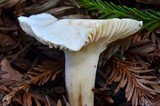 Hygrocybe pratensis var. pallida image