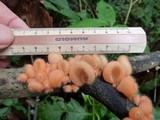 Cookeina tricholoma image