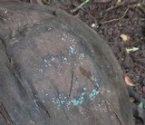Trichoderma viride image