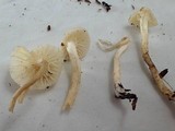 Hygrocybe russocoriacea image