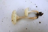 Hygrocybe russocoriacea image