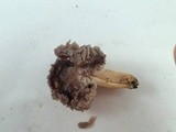 Hygrocybe lacmus image
