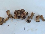 Cyathus stercoreus image