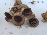Cyathus stercoreus image