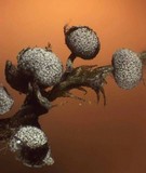 Physarum album image