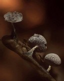Physarum album image