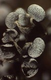 Physarum album image