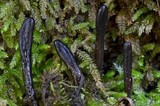 Glutinoglossum glutinosum image