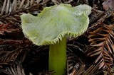 Hygrocybe virescens image