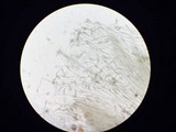 Glutinoglossum glutinosum image