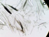 Glutinoglossum glutinosum image