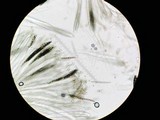 Glutinoglossum glutinosum image