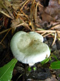Clitocybe odora var. odora image