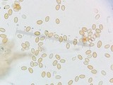 Psilocybe inquilina image