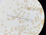 Psilocybe inquilina image