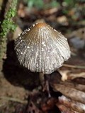 Coprinus xerophilus image