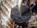 Coprinus xerophilus image