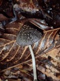 Coprinus xerophilus image