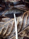 Coprinus xerophilus image