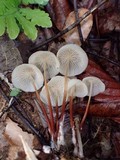 Marasmius congregatus image