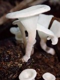 Lentinus concavus image