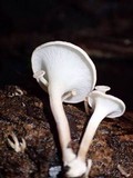 Lentinus concavus image