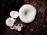 Lentinus concavus image