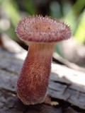 Panus neostrigosus image