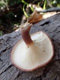 Panus neostrigosus image
